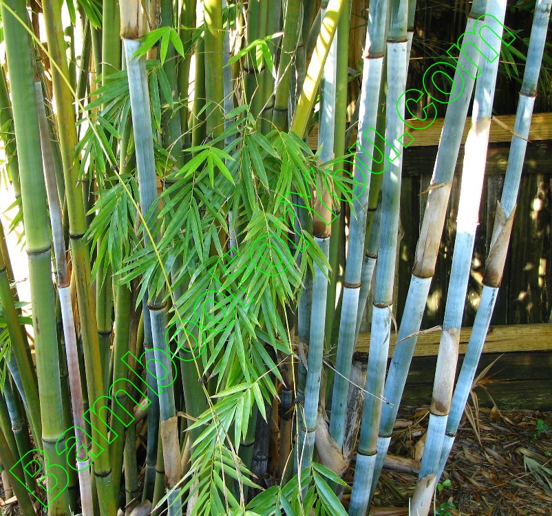 Clumping Bamboo, Bambusa, NonInvasive Bamboo, Bamboo Photos, Bamboo